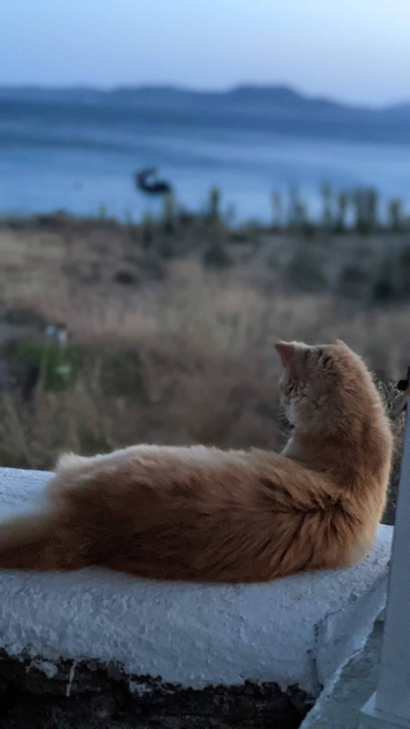 Cats of Mykonos